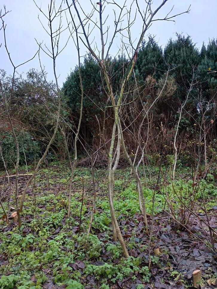 Super goedkope notebomen, notelaars., Tuin en Terras, Planten | Bomen, Ophalen of Verzenden