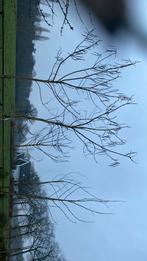 Bomen en planten, Ophalen