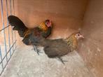 Jonge koppels hollandse krielen (veschillende kleuren), Dieren en Toebehoren, Pluimvee