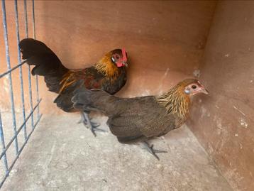 Jonge koppels hollandse krielen (veschillende kleuren) beschikbaar voor biedingen