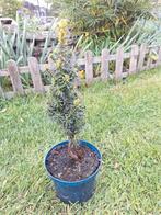 taxus mini boompje, Tuin en Terras, Planten | Bomen, Ophalen