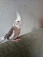 Tamme Valkparkiet, Dieren en Toebehoren, Vogels | Parkieten en Papegaaien