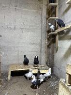 Gratis duiven, Dieren en Toebehoren, Vogels | Duiven