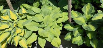 Hosta Guacamole vraagprijs 25 euro beschikbaar voor biedingen