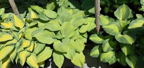 Hosta Guacamole vraagprijs 25 euro, Tuin en Terras, Planten | Tuinplanten, Vaste plant, Halfschaduw, Zomer, Ophalen