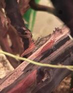 50 vuurgarnalen voor 50 euro