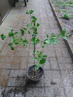 Europese Kardinaalsmuts, Euonymus Europaeus in 3-liter pot, Tuin en Terras, Ophalen, Overige soorten, Haag, Minder dan 100 cm