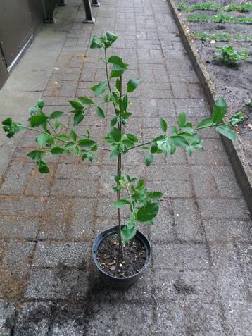 Europese Kardinaalsmuts, Euonymus Europaeus in 3-liter pot beschikbaar voor biedingen