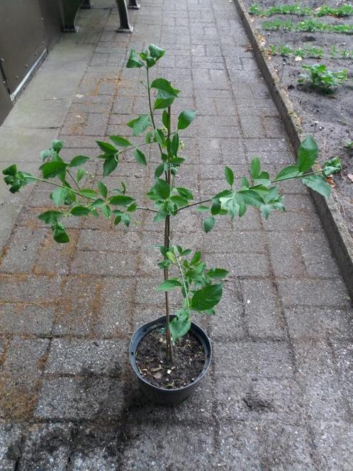 Europese Kardinaalsmuts, Euonymus Europaeus in 3-liter pot, Tuin en Terras, Planten | Struiken en Hagen, Haag, Overige soorten