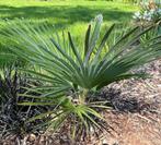 Winterharde palmboom en kruisingen (hybride palmen), Verzenden, Lente, Minder dan 100 cm, Palmboom