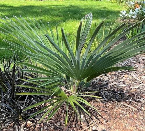 Winterharde palmboom en kruisingen (hybride palmen), Tuin en Terras, Planten | Bomen, Palmboom, Minder dan 100 cm, Volle zon, Lente