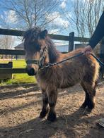Shetlandpony Hengstenveulen van 10 maand te koop, Dieren en Toebehoren, Hengst, Recreatiepony, Gechipt, 0 tot 2 jaar