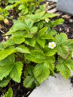 Bosaardbei plantjes, Tuin en Terras, Planten | Tuinplanten, Ophalen