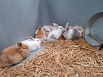 Dwergkonijntjes , dwergkonijnen, konijnen, konijntjes, Meerdere dieren, Overige typen, Tam