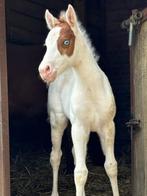 APHA - paint horse merrie veulen, Jument