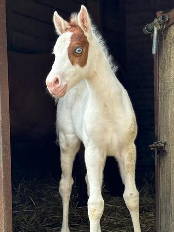 APHA - paint horse merrie veulen 
