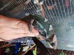 Panterkameleon ️, Dieren en Toebehoren, Reptielen en Amfibieën, Amfibie, Tam, 0 tot 2 jaar