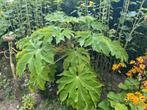 Tetrapanax, Tuin en Terras, Planten | Tuinplanten, Ophalen