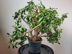 Vetplant Crassula Ovata te koop, Huis en Inrichting, Kamerplanten, Minder dan 100 cm, Halfschaduw, In pot, Ophalen