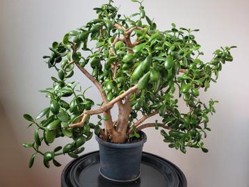 Vetplant Crassula Ovata te koop