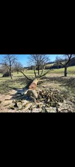 Abattage elagage a prix correct, Enlèvement