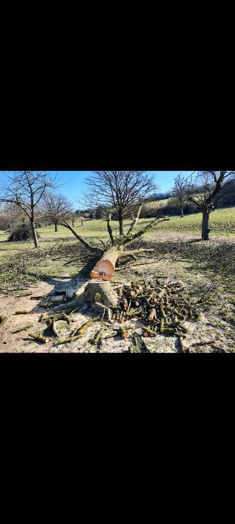 Abattage elagage a prix correct, Jardin & Terrasse, Plantes | Arbres, Enlèvement