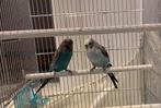 Koppel black face grasparkieten, Dieren en Toebehoren, Meerdere dieren, Parkiet, Geringd