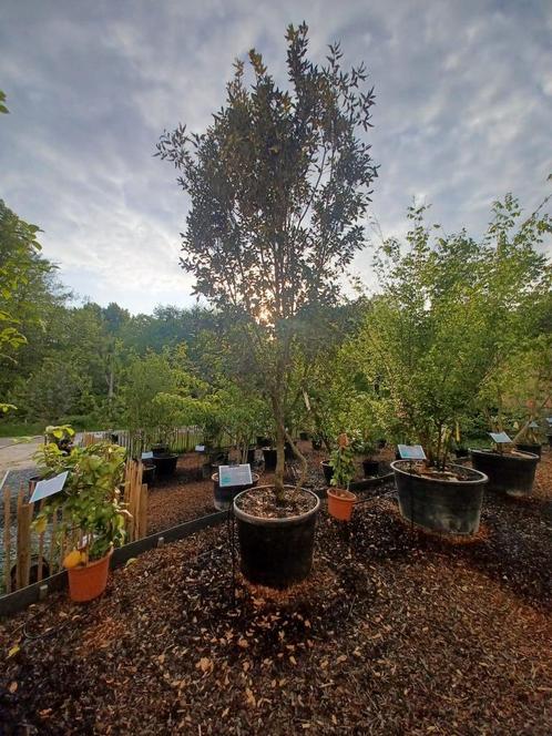 quercus ilex steeneik, Tuin en Terras, Planten | Bomen, Ophalen