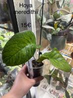 Hoya meredithii, Ophalen of Verzenden