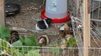 Cavia beertjes Gratis, Cavia, April, Mannelijk, Tam