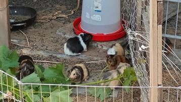 Cavia beertjes Gratis  beschikbaar voor biedingen