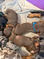 Choco tan dwergteckels, Dieren en Toebehoren, Honden | Teckels en Dashonden, België, CDV (hondenziekte), 8 tot 15 weken, Korthaar