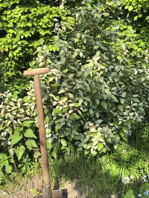 Struiken ELAEAGUS (olijfwilg), Tuin en Terras, Planten | Struiken en Hagen, Struik, Overige soorten, Minder dan 100 cm, Ophalen