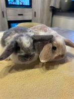 Minilopjes, Plusieurs animaux, Petit, Oreilles tombantes, 0 à 2 ans