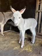 Mini-ezel merrie filou, Avril, Femelle