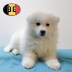 Chiots Samoyède au pelage blanc éclatant à vendre, Animaux & Accessoires, Commerçant, Autres races, 8 à 15 semaines, Plusieurs
