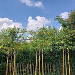 Lei - amberboom, Jardin & Terrasse, Plantes | Arbres, Espalier, Plein soleil, Enlèvement, 250 à 400 cm