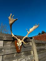 Schedel damhert, Ophalen