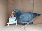 Reisduiven met eigendomsbewijs, Animaux & Accessoires, Oiseaux | Pigeons