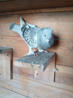 Takla duif duivin, Dieren en Toebehoren