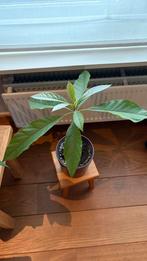 Avocado planten in caspot, Ophalen