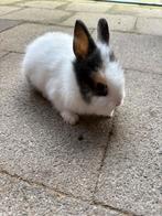 Dwergkonijntje leeuwenkopje, Dieren en Toebehoren