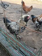 Zanghaan, Dieren en Toebehoren, Overige Dieren, Mei, Mannelijk