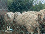Waregem, Animaux & Accessoires, Moutons, Chèvres & Cochons, Mâle, Mouton, 0 à 2 ans