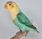 Turqouise Opaline Fischeri Dwergpapegaai 2025, Dieren en Toebehoren, Vogels | Parkieten en Papegaaien, Mannelijk, Dwergpapegaai of Agapornis