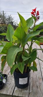 Canna - Bloemriet, Ophalen