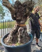 Oude Olijfboom 200cm stamomtrek - promo, Tuin en Terras, Ophalen of Verzenden, Olijfboom