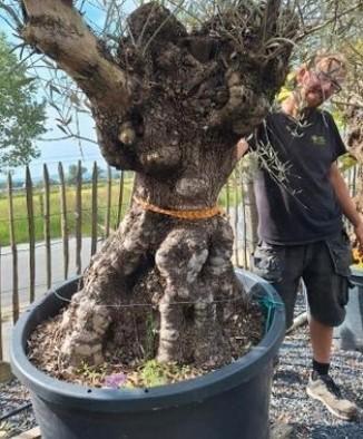 Oude Olijfboom 200cm stamomtrek - promo, Tuin en Terras, Planten | Bomen, Olijfboom, Ophalen of Verzenden