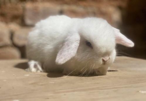 Minilop rammelaar met stamboom (transport mogelijk), Dieren en Toebehoren, Konijnen, Dwerg, Mannelijk, 0 tot 2 jaar, Hangoor