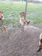 Hert Sika bokje, Dieren en Toebehoren, Schapen, Geiten en Varkens